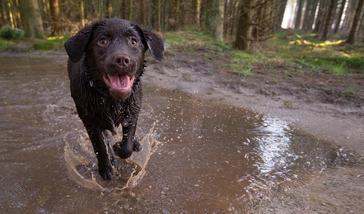 what happens if a dog eats too much caffeine