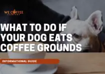What to Do If Your Dog Eats Coffee Grounds